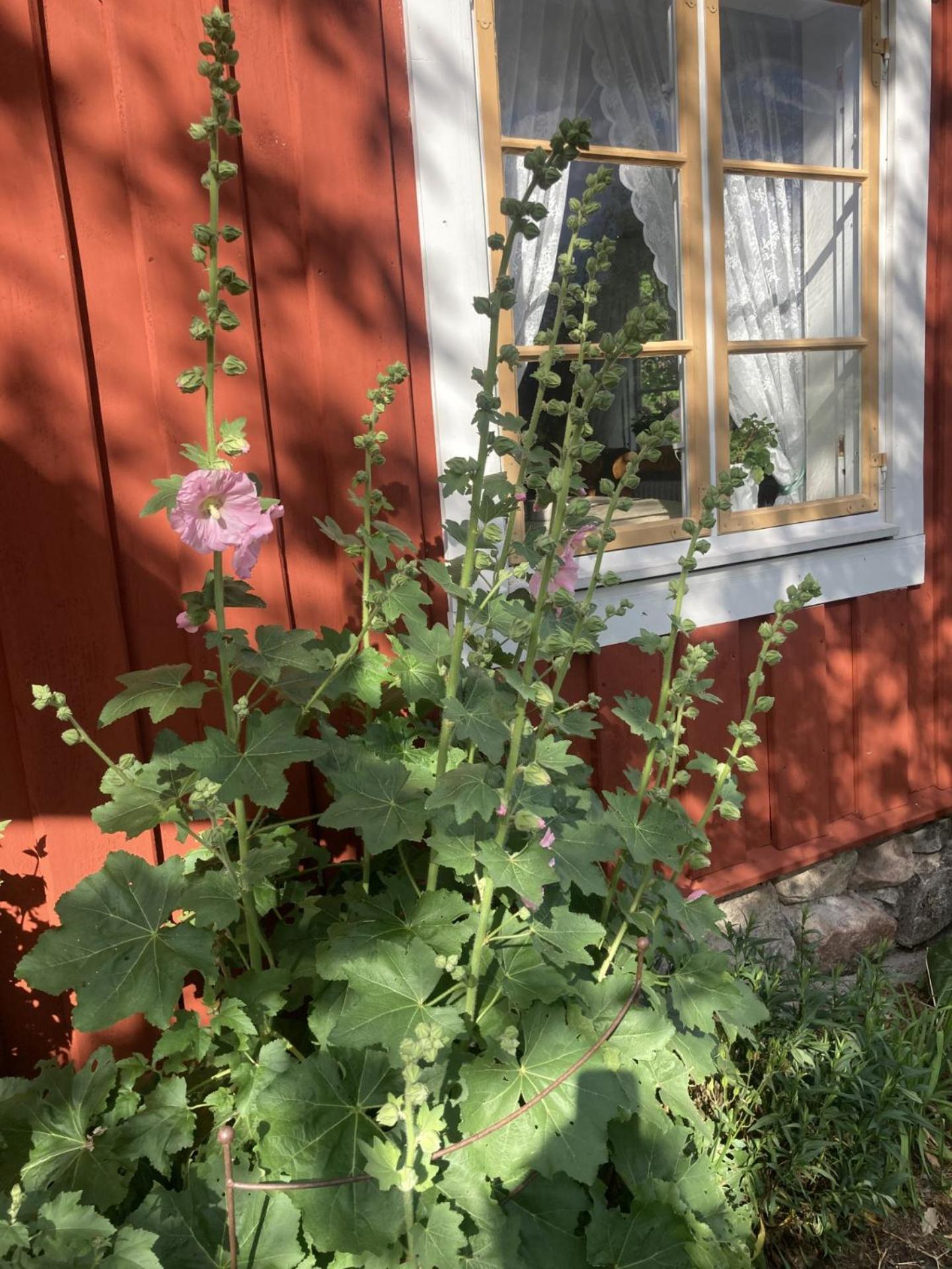 Thorstorps Gard B&B Söderköping Exterior foto